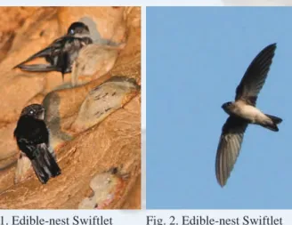 Fig. 3. Swiftlet colony in man-made building