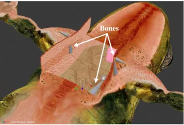 Figure 3-23 Simple bone rig for the skin flaps 