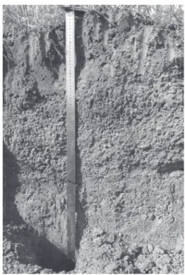 Figure 1. Different soil layers through soil horizon (Point 2).