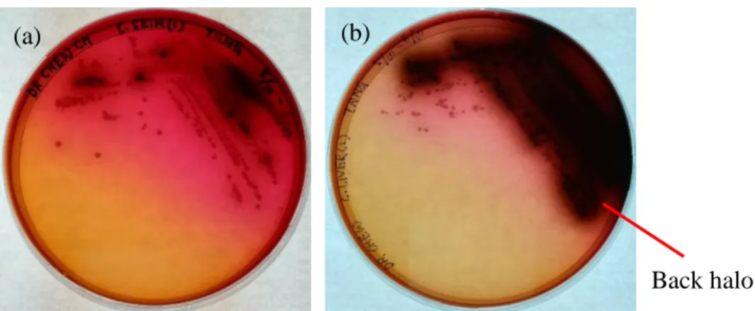 Figure 4.1: Bacterial culture inoculated from (a) chicken skin and (b) chicken  liver on Listeria selective PALCAM agar