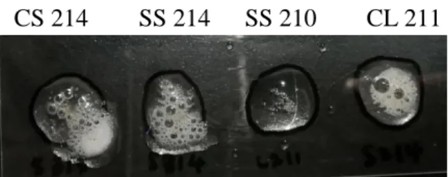 Figure 4.4: Catalase test results. CS 214, SS 214 and CL 211 shows positive  results with formation of bubbles
