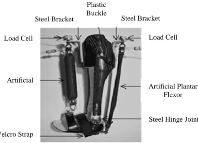 Figure 2.4: Foot and Ankle Orthotics Using Pneumatic Artificial Muscle [11] 