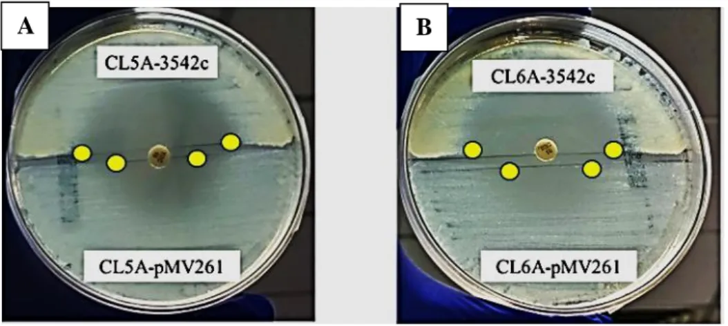 Figure  4.2:  Antimicrobial  susceptibility  testing  of  CL5A  and  CL6A  complemented  with  wt  rshA  using  Stokes  agar  plate  disk  diffusion
