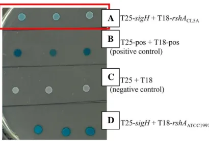 Figure  4.3:  Difference  in  the  development  of  blue  colour  in  the  E.  coli  reporter  strain  BTH101  transformed  with  the  rshA  from  CL5A,  positive  and negative controls and the E