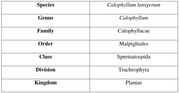 Table 1.1: Taxonomy of Calophyllum lanigerum 