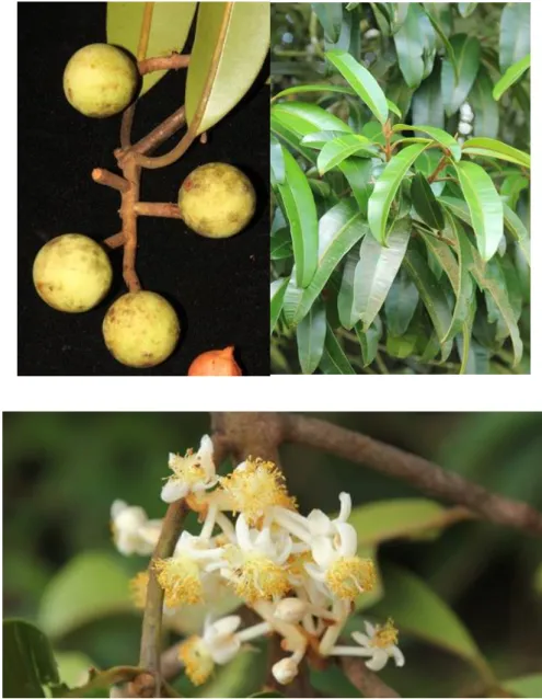 Figure 1.1: Calophyllum lanigerum’s fruits, leaves and flowers 