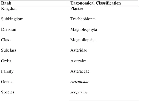 Table  2.1:  Taxonomical  classification  of  Artemisiae  scopariae  (Database  of  Medicinal and Aromatic Plants in Rajasthan, 2016)