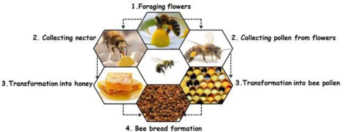 Figure 2.1: The process of honey production (Bakour et al., 2022). 