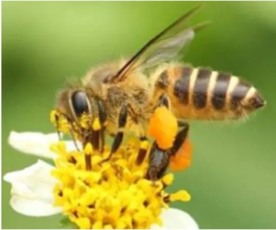 Figure 2.2: View of Apis cerana honey bee (Lichtenstein et al., 2019). 