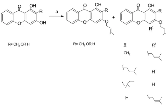 Figure 2.15: Synthesis of prenylated xanthone. Reagents and conditions: (a)                         prenyl bromide, K 2 CO 3 , acetone, reflux, 8 h 