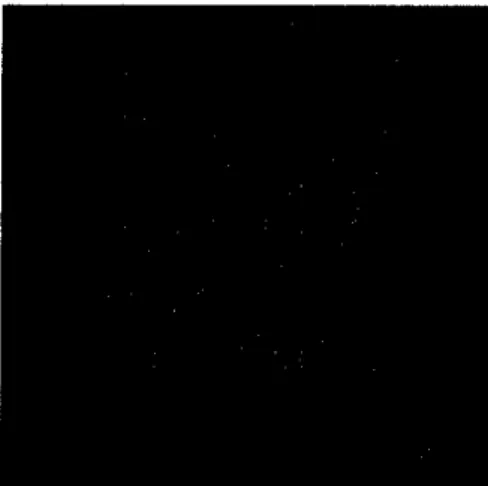 Figure 3-2 Photograph of fibers with specific average length.