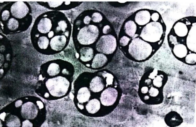 Figure 2.2: Observation of PHA inside Bacterial Cells through Scanning Electron  Microscopy (Yu, 2009)