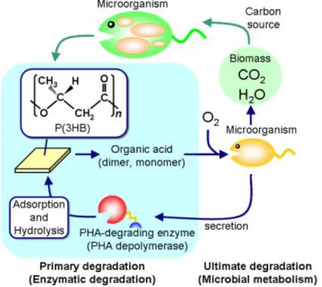 Figure 2.8: Production and Decomposition Pathway of PHA in a Nature (Numata,  Abe and Iwata, 2009)