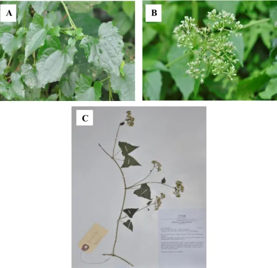 Figure 4.1.16: Specimen of Mikania cordata (Burm. f) B.L. Rob. (A) Leaves  (B) Flower (C) Herbarium voucher of LYMOOI 022 
