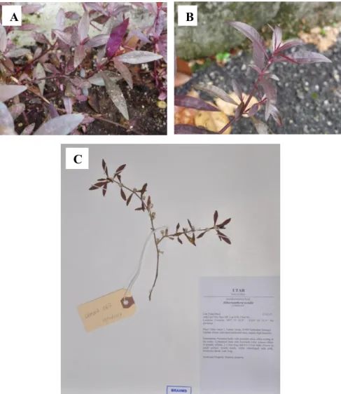 Figure  4.1.1:  Specimen  of Althernanthera  sessilis  (A)  Habitat  (B)  Whole  plant (C) Herbarium voucher LYMOOI 067 