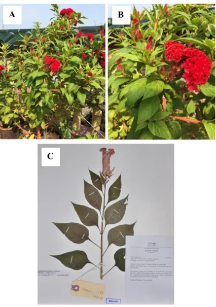 Figure 4.1.2: Specimen of Celosia argentea  L. (A) Habitat (B) Leaves and  flower position (C) Herbarium voucher LYMOOI 072  