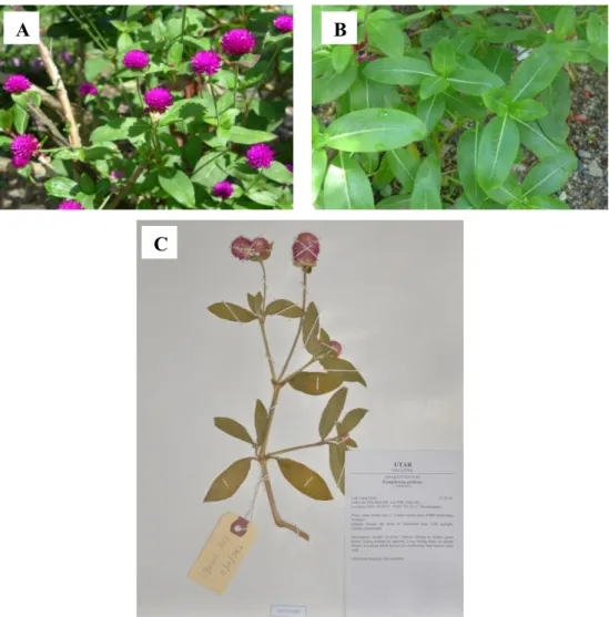 Figure  4.1.3:  Specimen  of Gomphrena  globosa  L.  (A)  Flowers  (B)  Leaves  from top view (C) Herbarium voucher LYMOOI 032 