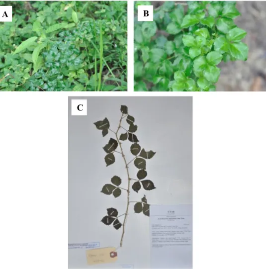 Figure  4.1.5:  Specimen  of Eleutherococcus  trifoliatus  (L.)  S.Y.Hu.  (A)  Habitat (B) Top view of leaves (C) Herbarium voucher of LYMOOI 014 