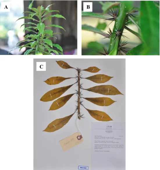Figure  4.1.7:  Specimen  of Pereskia  bleo  (A)  Leaves  (B)  Thorns  (C)  Herbarium voucher of LYMOOI 059 