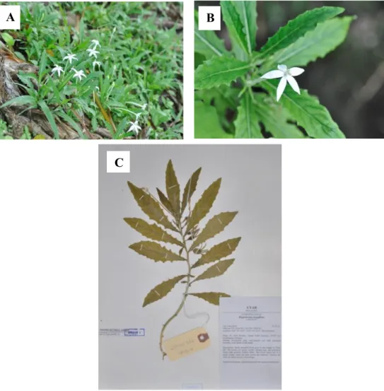 Figure 4.1.8: Specimen of Laurentia longiflora (L.) Peterm. (A) Habitat (B)  Leaves and flower (C) Herbarium voucher of LYMOOI 026 