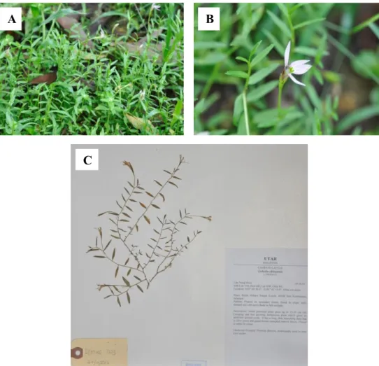 Figure 4.1.9: Specimen of Lobelia chinensis Lour  (A) Habitat (B) Flower (C)  Herbarium voucher of LYMOOI 023 