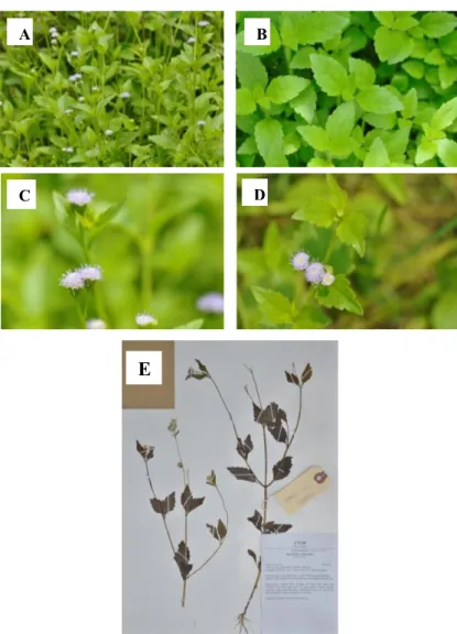 Figure 4.1.10: Specimen of Ageratum conyzoides L. (A)  Habitat (B) Leaves  (C) Lateral view of flower (D) Top view of flower (E) Herbarium voucher  of LYMOOI 016  