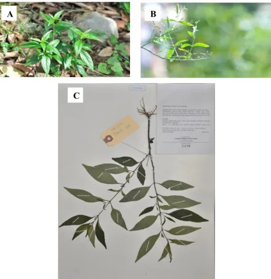 Figure 4.1: Specimen LYMOOI 025 (A) Habitat. (B) Leaves and Flower. (C) Vouchered  Andrographis paniculata (Burm.f.) Wall.ex Nees LYMOOI 025