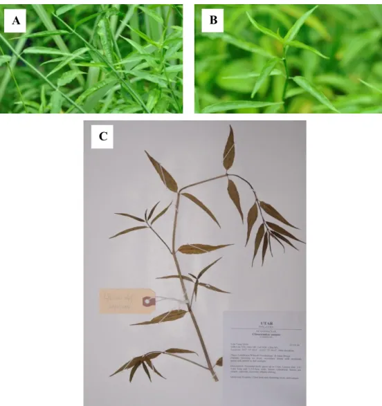 Figure  4.3:  Specimen  LYMOOI  049  (A)  Habitat.  (B)  Leaves.  (C)  Vouchered  Clinacanthus nutans (Burm.f) Lindau LYMOOI 049