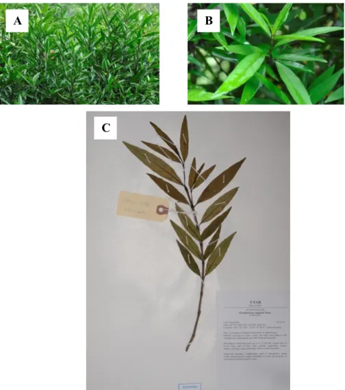 Figure 4.5: Specimen LYMOOI 041 (A) Habitat. (B) Leaves and. stem. (C) Vouchered  Gendarussa vulgaris Nees.LYMOOI 041 