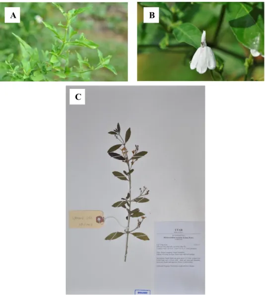 Figure  4.6:  Specimen  LYMOOI  062  (A)  Leaves.  (B)  Flower.  (C)  Vouchered  Rhinacanthus nasutus (L) Kurz LYMOOI 062