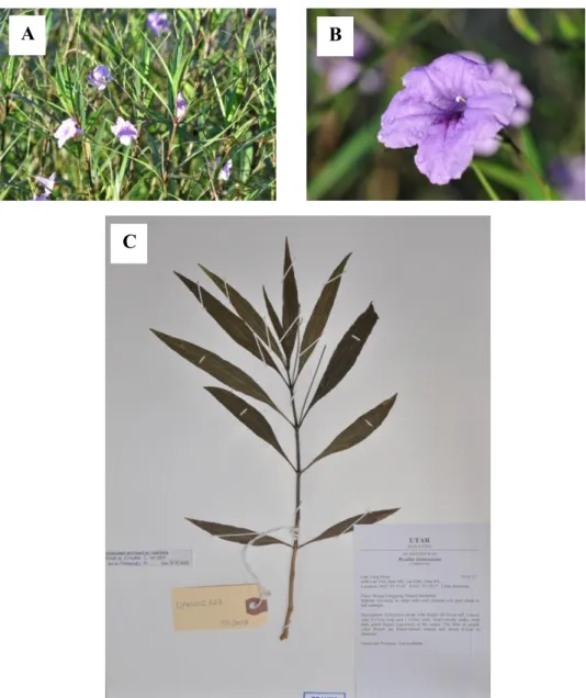Figure 4.7: Specimen LYMOOI 056 (A) Habitat. (B) Flower. (C) Vouchered  Ruellia  simplex C