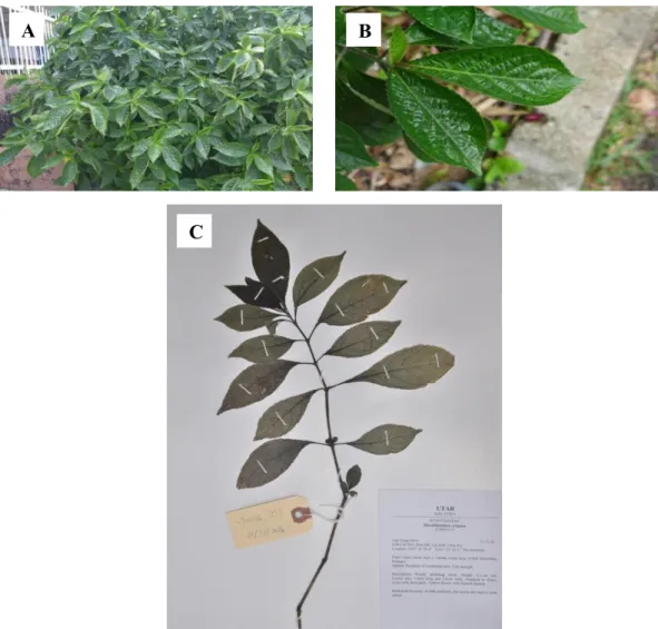 Figure 4.8: Specimen LYMOOI 033 (A) Habitat. (B) Top view of leaves. (C) Vouchered  Strobilanthes crispus Blume LYMOOI 033 