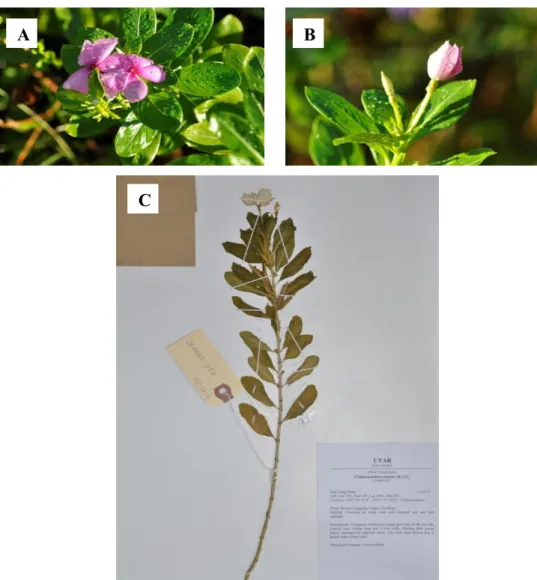 Figure 4.9: Specimen LYMOOI 057 (A) Leaves and flower. (B) Bud. (C) Vouchered  Catharanthus roseus (L) G