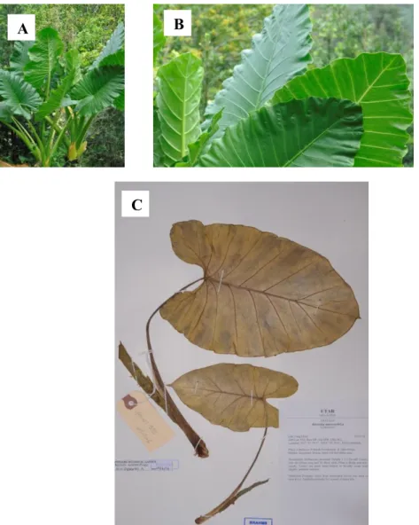 Figure 4.10: Specimen LYMOOI 055 (A) Habitat. (B) Leaves. (C) Vouchered Alocasia  macrorrhizos (L.) G.Don LYMOOI 055