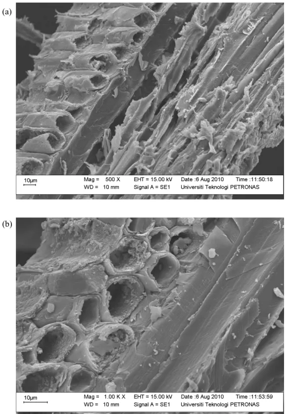 Figure 4.2 (a), (b): SEM micrographs of sawdust before dye adsorption with magnitude  of 500x and 1000x respectively