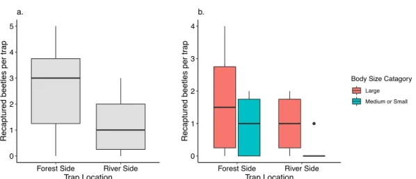 Figure 6. Box-and-whiskers plots showing (a) the number of recapture events per trap for the  two sides of the river and (b) the number of recapture events per trap of large  (14–30 mm)  and medium (9–13 mm) or small (5–8 mm) beetles either side of the riv
