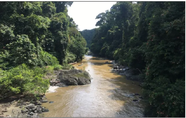 Figure 1. A section of the Segama river showing how the river opened the   forest canopy