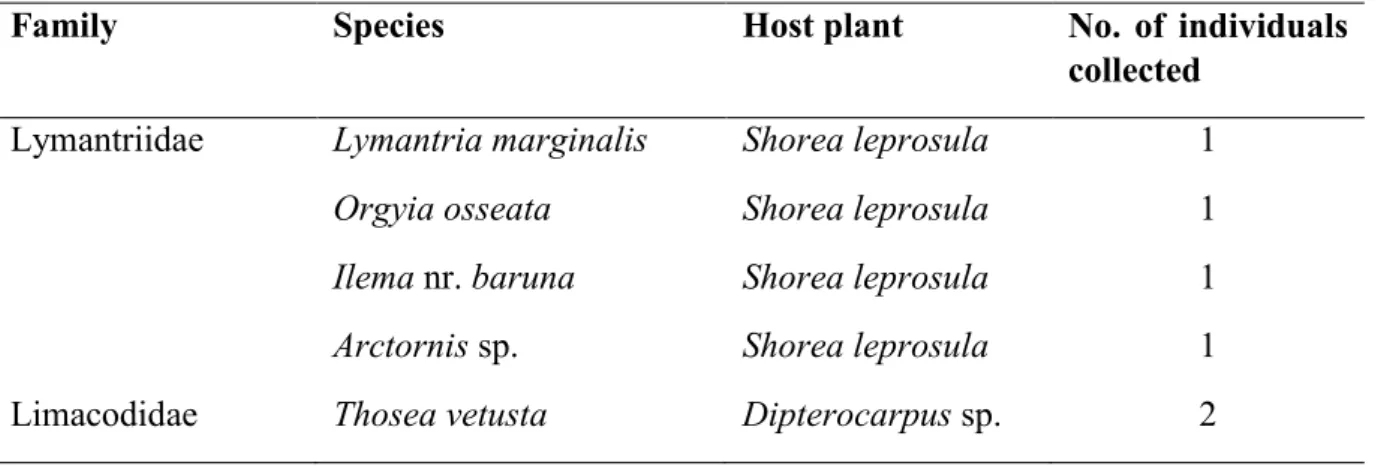 Table  1.  Moth  species  collected  from  the  dipterocarp  saplings  in  Lentang  Forest  Reserve
