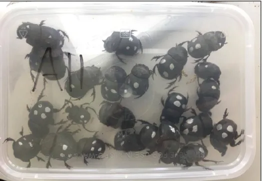 Figure 4. Recaptured large dung beetles. Silver dot patterns on the elytra indicate which trap  they were initially caught in
