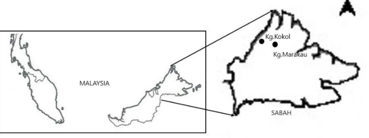 Figure 1.  The location of Tuhau agroforestry farms at Kg. Kokol, Manggatal and Kg. 