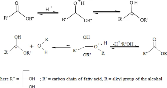 Figure 2.3 Mechanism of acid-catalyze transesterification of VOs. (Redrawn  using literature reference [2])