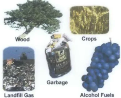 Figure 1: Different types of biomass which can be used convert to fuel. 
