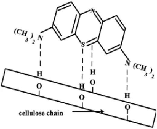 Figure 2.7 Schematic model of MB and cotton fiber interaction. 