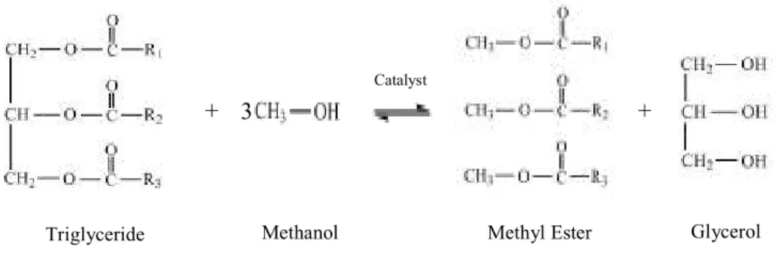 Figure 2.1 Formation of methyl ester and glycerol from triglyceride and methanol 
