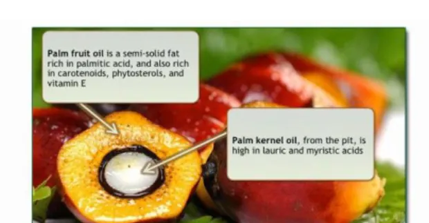 Figure 2.1: Palm kernel  (Source, MPOB, 2007) 