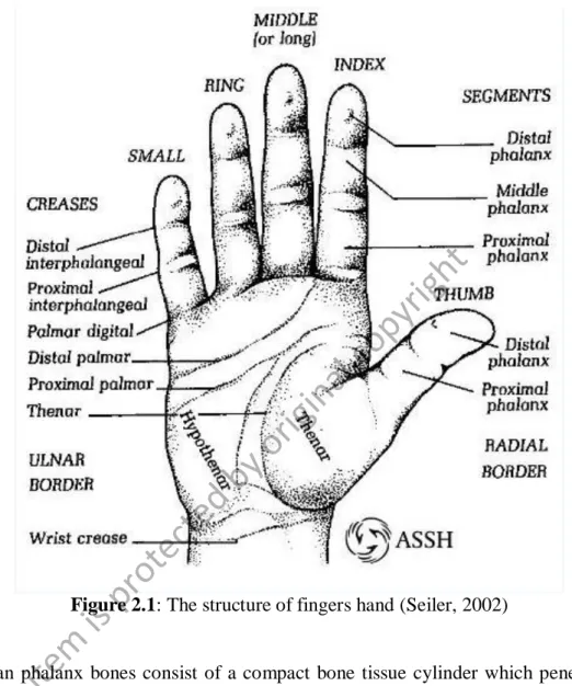 Figure 2.1: The structure of fingers hand (Seiler, 2002) 