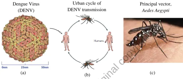 Figure 1.1: Urban cycle (b) of dengue virus (DENV) (a)  transmission between Aedes aegyti (c)  and humans (Whitehead et al., 2007)