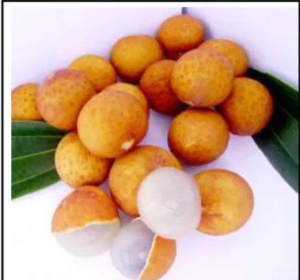 Rajah 1.2 Buah mata kucing 