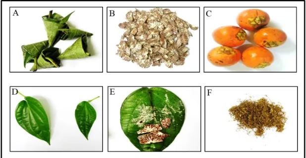 Figure  2.1  Betel  quid  and  its  ingredients.  (A):  Ready  to  chew  quid,  (B):  Dried  areca nut flakes, (C): Ripe areca catechu fruits, (D): Betel leaves,  (E): Slaked lime  and areca nut slices placed on betel leaf, and (F): Dried, shredded tobacco