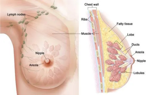 Figure 2.1  The adult breast anatomy, whereby cancer can originate from either the  lobules or ducts tissues (National Cancer Institute 2014)